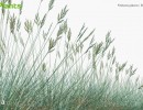 بوته گیاهان طبیعی