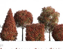 درختچه‎های پرچین
