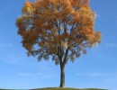 درخت در فصل پاییز