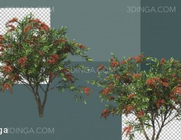پرسوناژ انواع درختان و درختچه ها