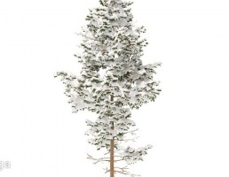 درخت کاج