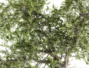 گل بونسای بزرگ در گلدان