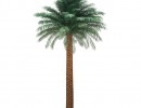 درخت نخل