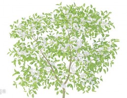 شکوفه درختان