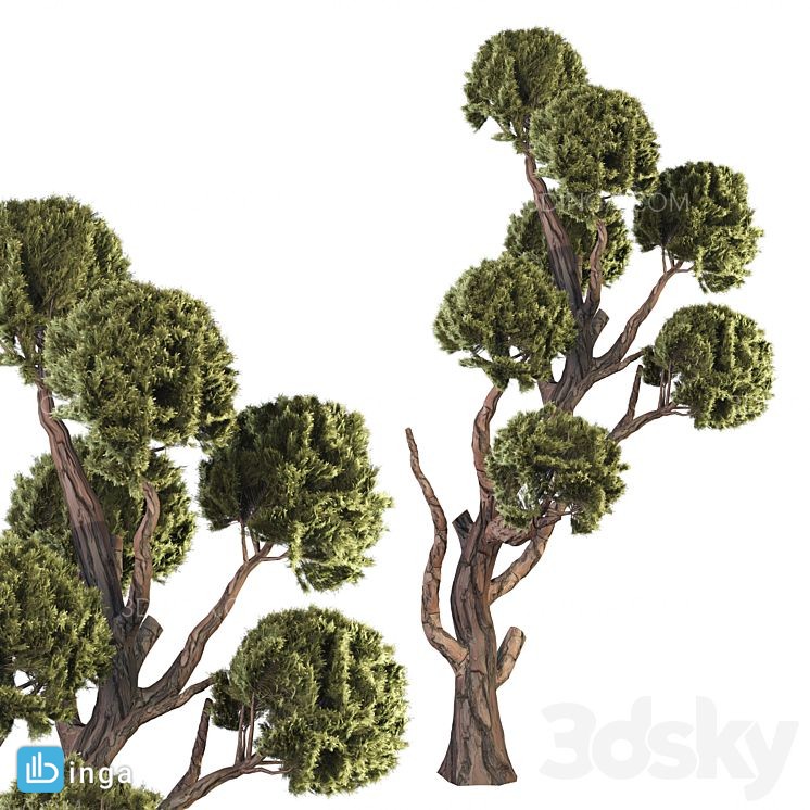مدل سه بعدی درخت