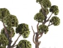 مدل سه بعدی درخت