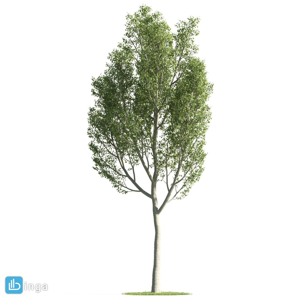 درخت کاج