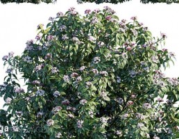 بوته گیاهان گلدار