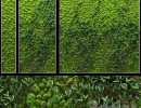 گیاهان بالا رونده