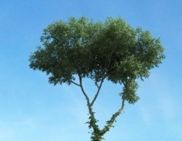 درخت سرسبز