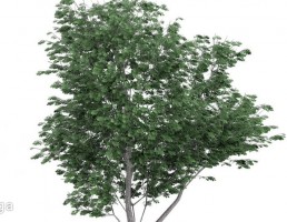 درخت بلوط