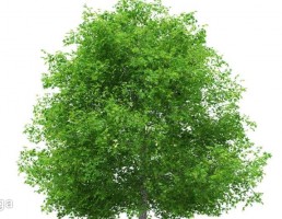 درخت توسکا