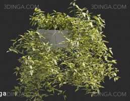 انواع گیاهان باغی