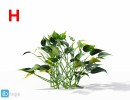گل های آپارتمانی
