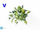 گل های آپارتمانی