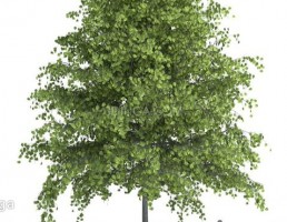 درخت بهاری سرسبز