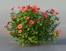 بوته گل اروپایی و آمریکای شمالی