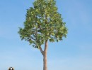 درخت Acer_platanoides