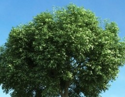 درخت بهاری