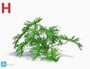گیاه ارکیده سبز