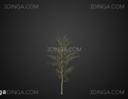 انواع درختان جنگلی