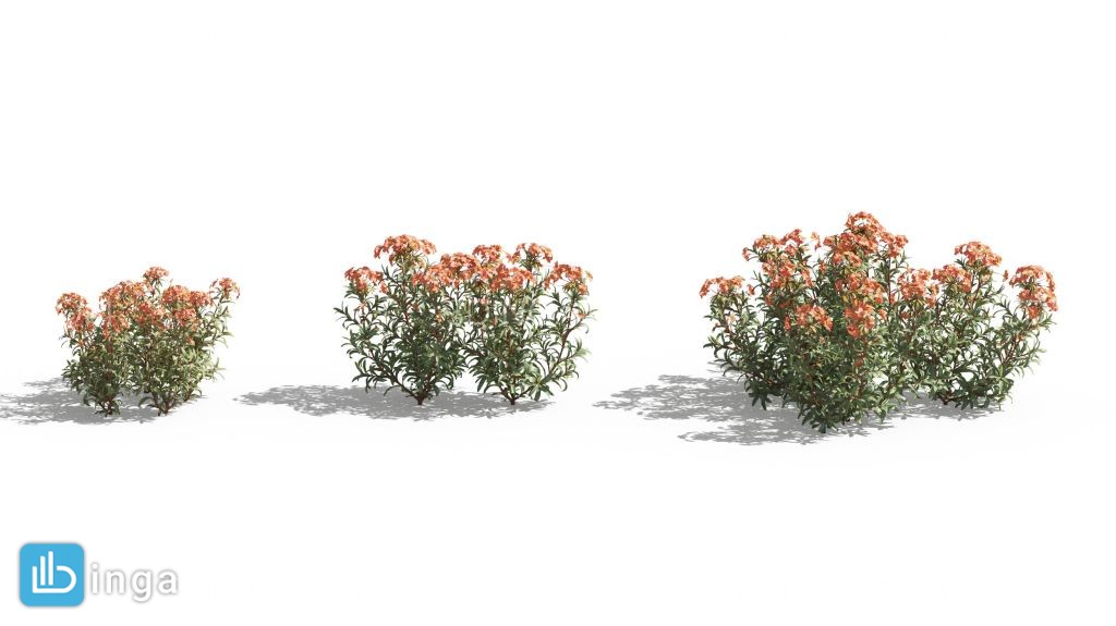 بوته گیاهان باغی