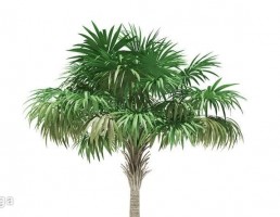 درخت نخل