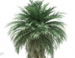درخت نخل