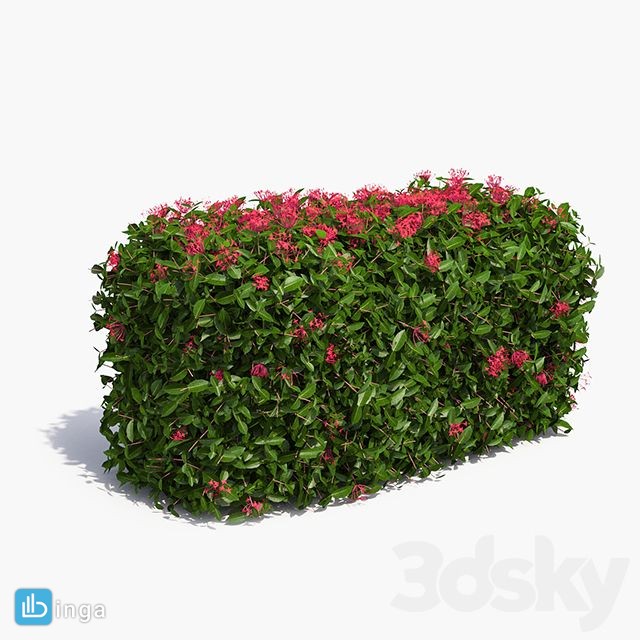 پرچین گیاهی