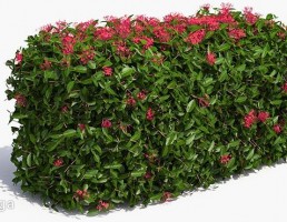 پرچین گیاهی