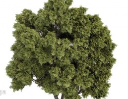 درخت پهن برگ