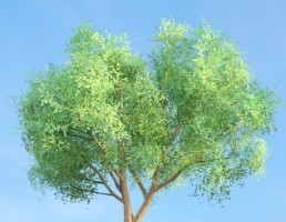 درخت Populus