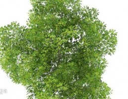 درخت بلوط