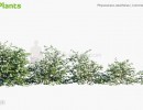بوته گیاهان گلدار