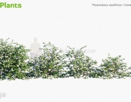 بوته گیاهان گلدار