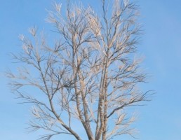 درخت Ulmus
