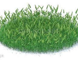چمن + گیاهان وحشی