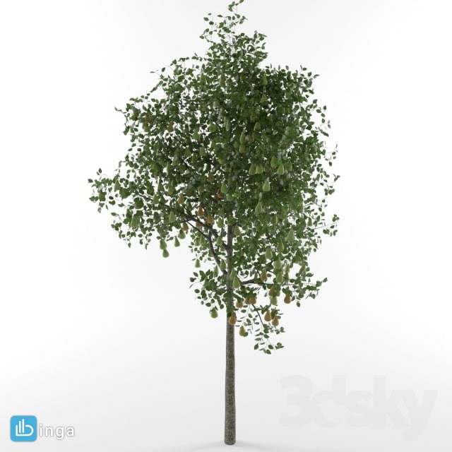 درخت گلابی