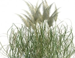 گیاه cortaderia_jubata