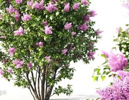 بوته گیاهان گلدار