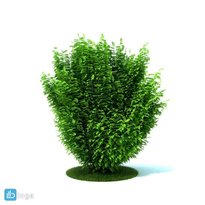 درختچه های باغی