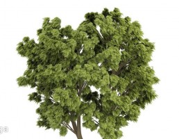 درخت پهن برگ