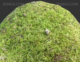 تکسچر صخره خز گرفته