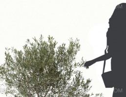درخت زیتون