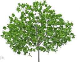 درخت گیلاس
