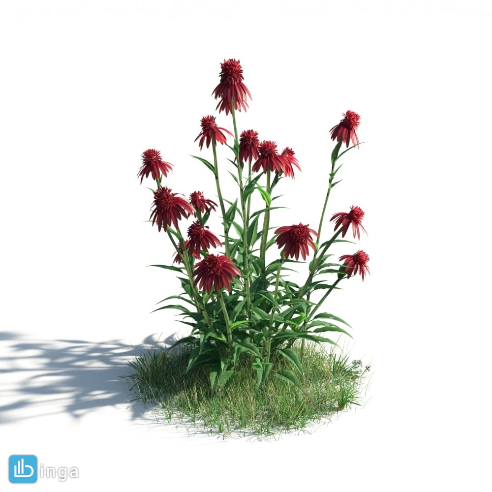گیاهان باغی