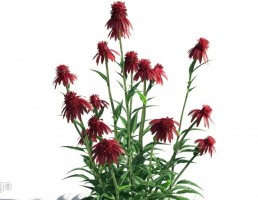 گیاهان باغی