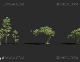 انواع گیاه بونسای