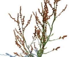 گیاه بهاری