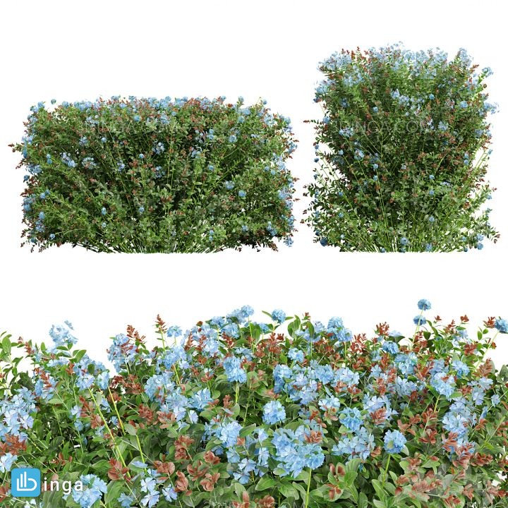 بوته گیاهان گلدار